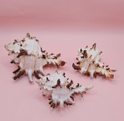 Trio of Murex Endive Shells | Coastal Display Decor | Spiked Sea Shells for Nautical Styling – Shells