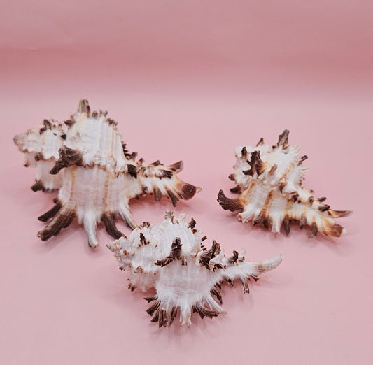 Trio of Murex Endive Shells | Coastal Display Decor | Spiked Sea Shells for Nautical Styling – Shells