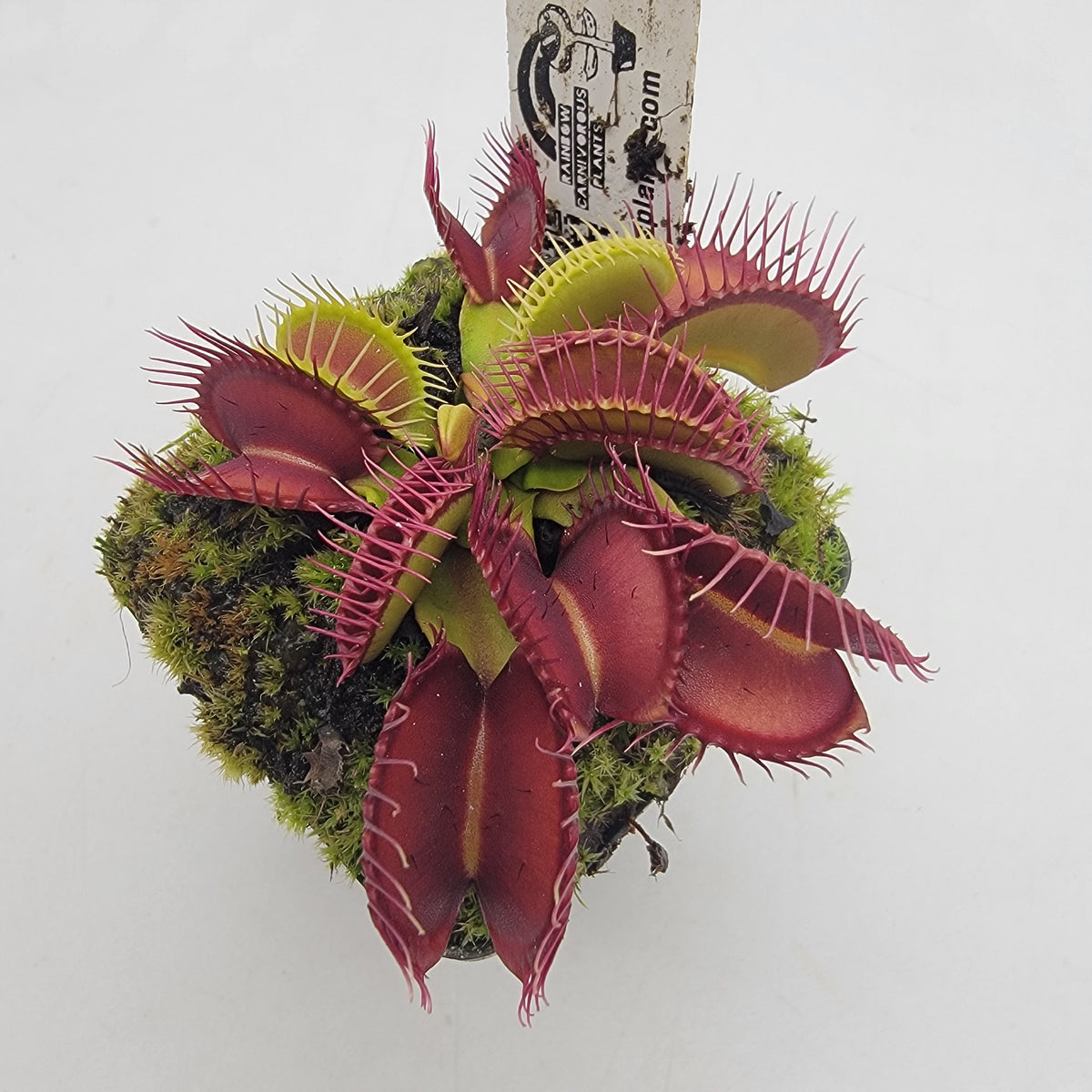 Fangzahn Venus Flytrap – Live Carnivorous Plant – Venus flytrap