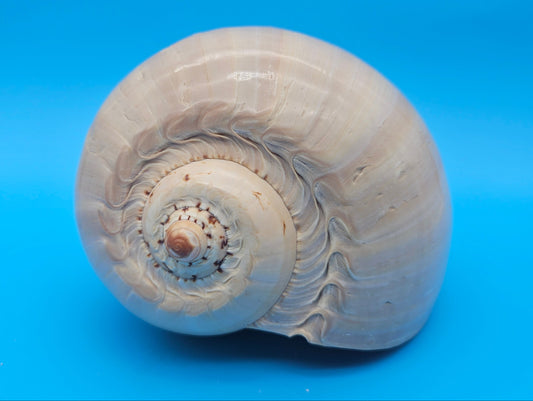 Polished Crown Melon Shell 8.75" Large Coastal Display with Smooth Gloss Finish – Shells in Large Shelf