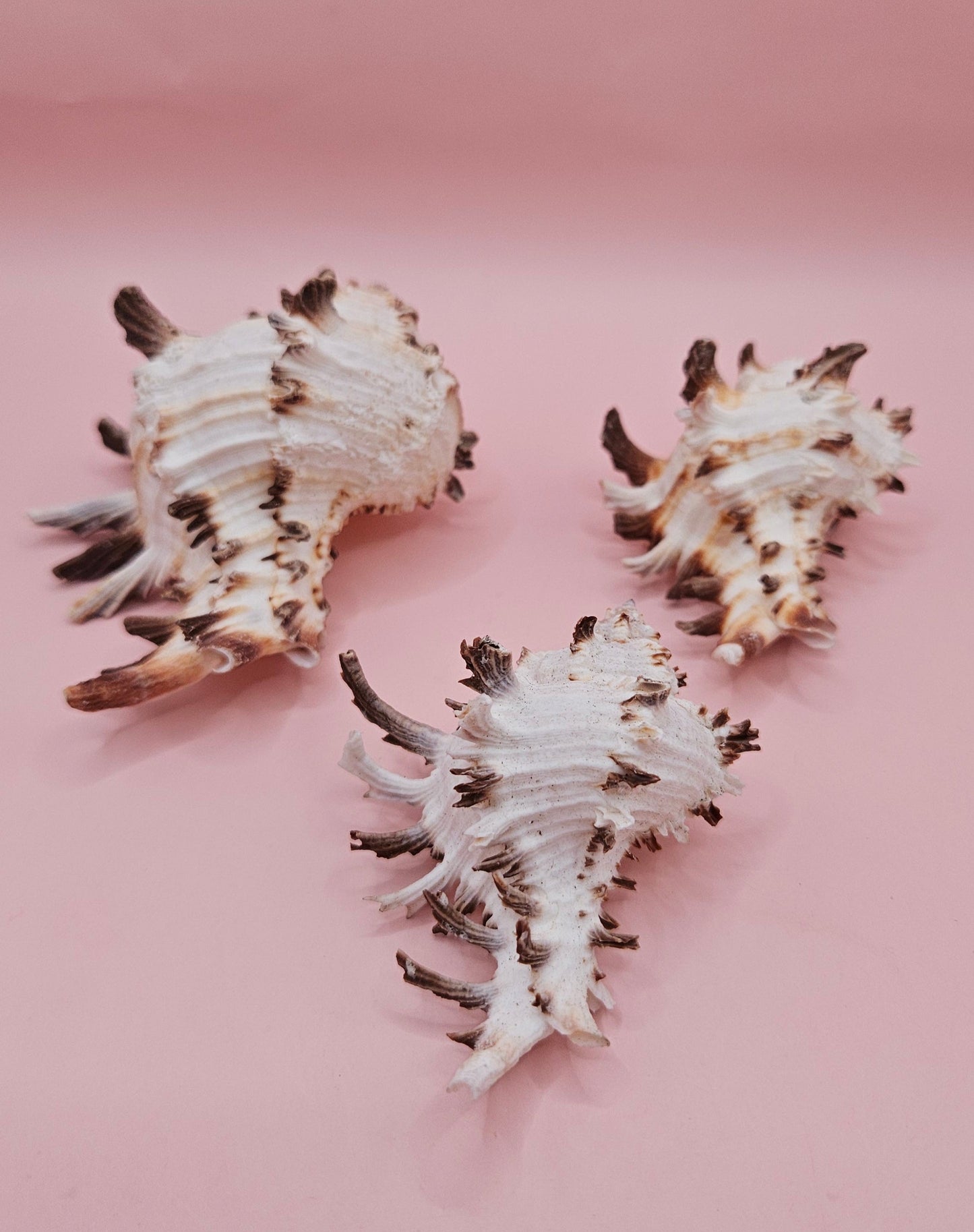 Trio of Murex Endive Shells | Coastal Display Decor | Spiked Sea Shells for Nautical Styling – Shells