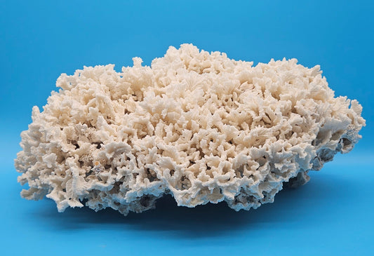 Vintage Authentic Merulina Coral Cluster 18.25" Large Beach Home Decor – Coral