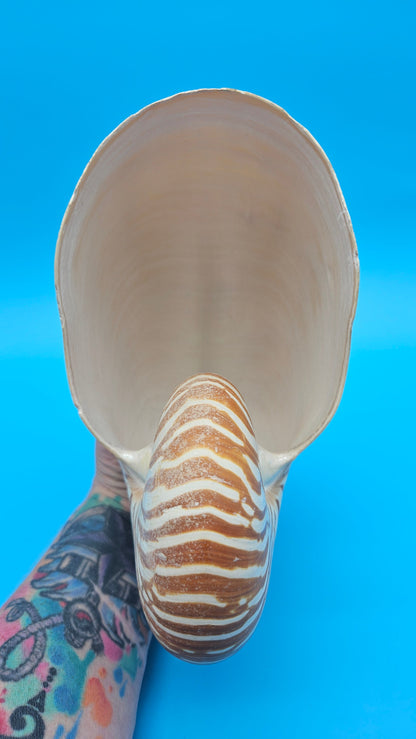 Tiger Nautilus Shell – Striking Natural Ocean Decor (8")