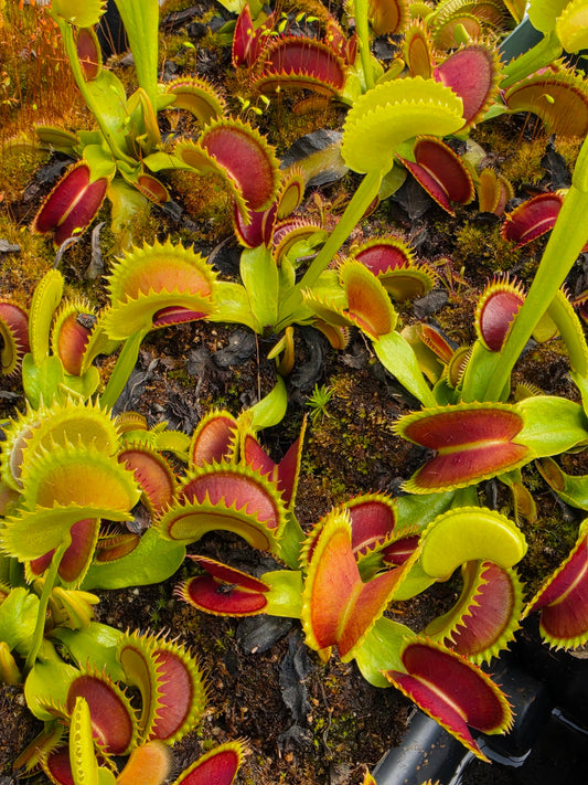 Trev's Dracula Venus Flytrap – Live Carnivorous Plant – Venus flytrap