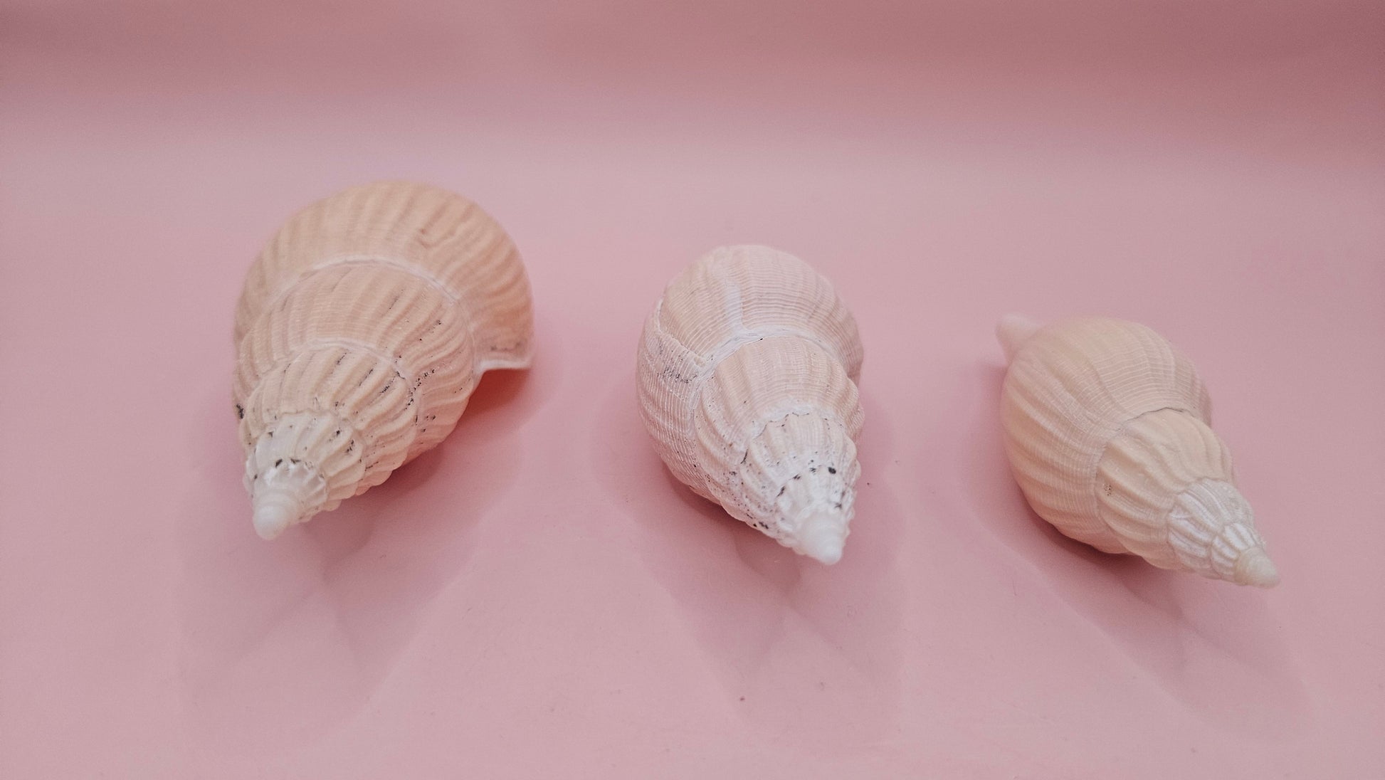 Fulgoraria nagouchii hyashi Growth Series – Set of 3 Display Shells – seashells