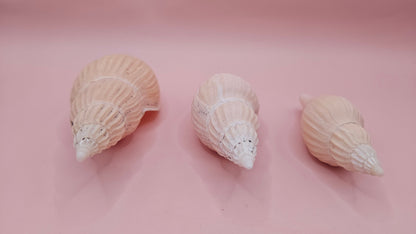 Fulgoraria nagouchii hyashi Growth Series – Set of 3 Display Shells – seashells