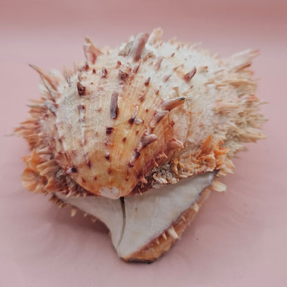 Large Hinged Spondylus Shell – 5.7" Coral-Tinged Ocean Display with Textured Spines Spiny Thorny Oyster – Shells