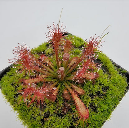 Drosera oblanceolata Sundew – Live Carnivorous Plant – Drosera