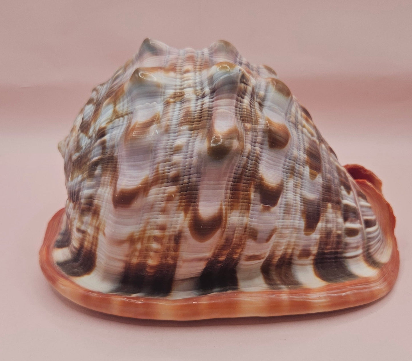 Select Bullmouth Cameo Helmet Shell 7x5x4 Display – Shells