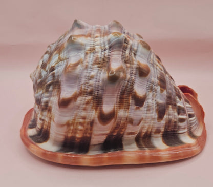 Select Bullmouth Cameo Helmet Shell 7x5x4 Display – Shells