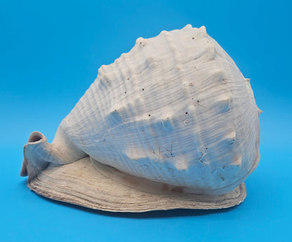 Large Queen Helmet Display Shell - Premium Coastal Home Decor Specimen 11.5" (Cassis Madagascariensis) – Shells