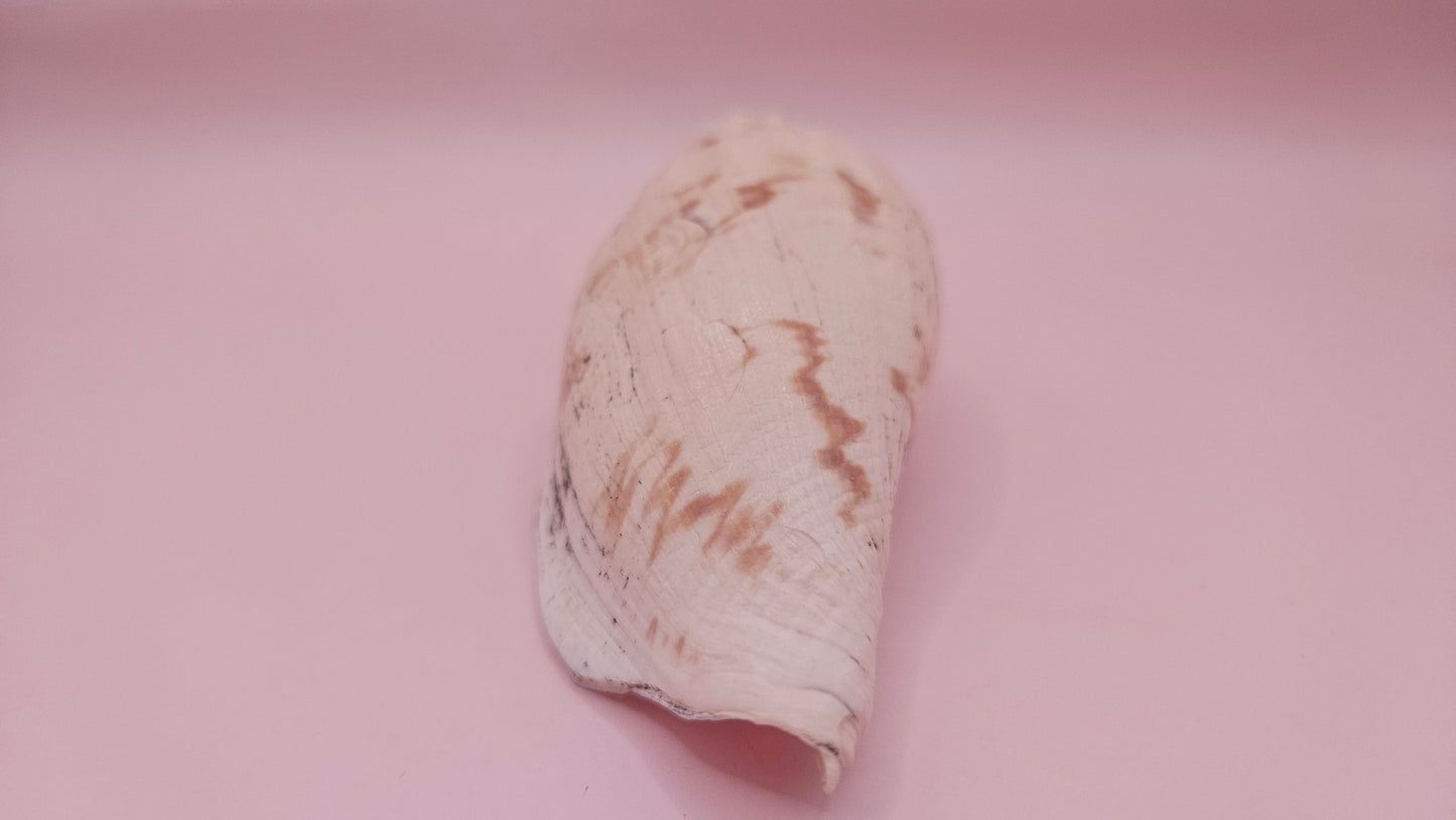 Fulgoraria Pervostiana angulosa Shell – 5.7" Natural Display Shell with Earthy Tones – seashells