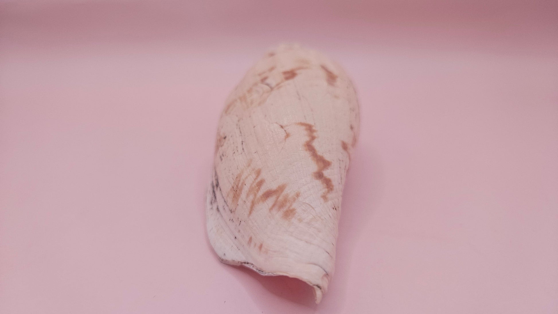 Fulgoraria Pervostiana angulosa Shell – 5.7" Natural Display Shell with Earthy Tones – seashells