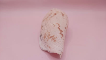 Fulgoraria Pervostiana angulosa Shell – 5.7" Natural Display Shell with Earthy Tones – seashells