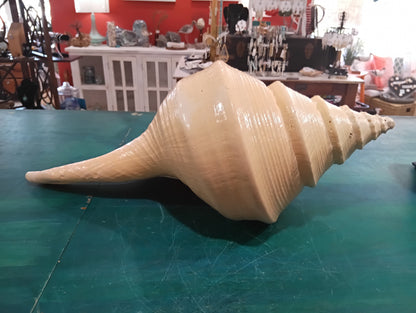 Australian Trumpet Shell 21" – Rare Syrinx aruanus Specimen – Shells