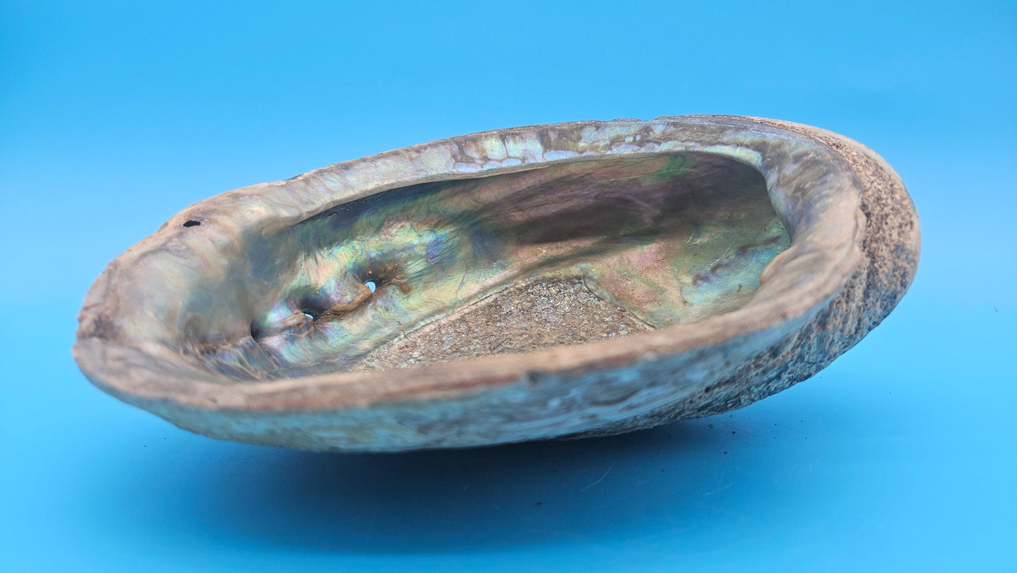 Green Abalone Shell with Pearl – 8" Coastal Display Décor Haliotis fulgens – Shells