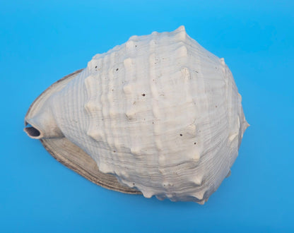 Large Queen Helmet Display Shell - Premium Coastal Home Decor Specimen 11.5" (Cassis Madagascariensis) – Shells