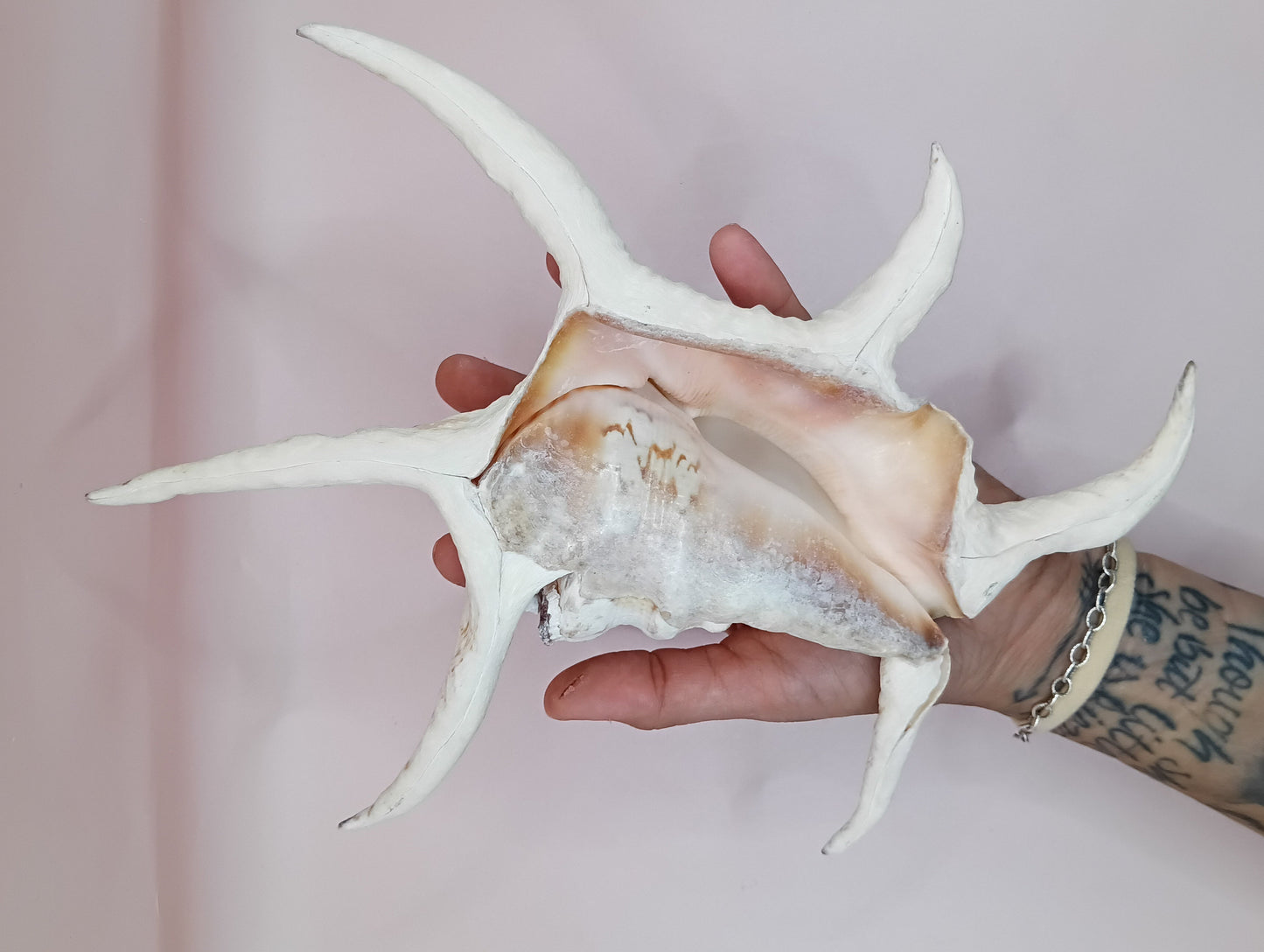 Lambis Chiragra Harpago Spider Conch Shell 9" | Coastal Display Specimen