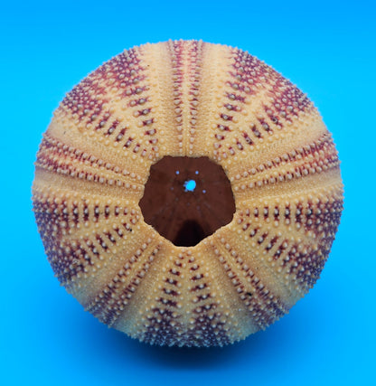 English Urchin Shell 4.8" Echinus esculentus Round Display with Bold Red Texture