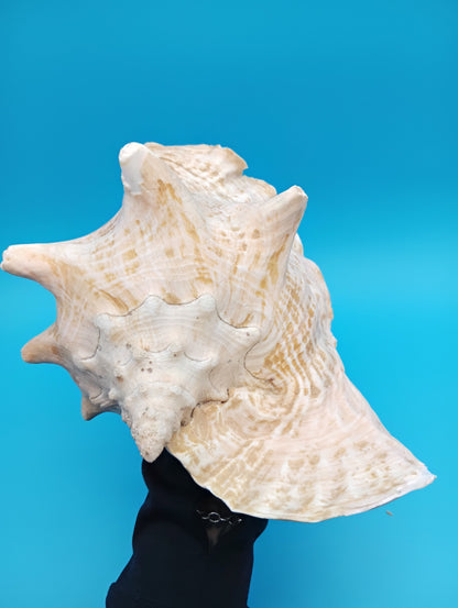 9" Pink Queen Conch Display Shell – NON PIERCED (Strombus Gigas)