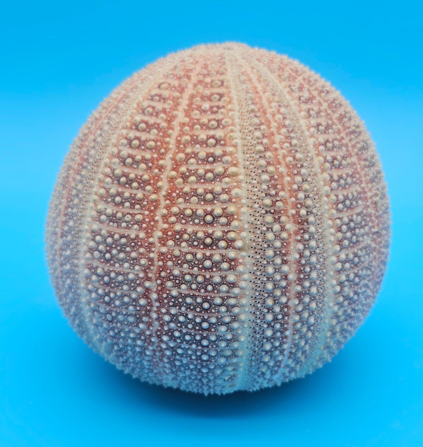 English Channel Urchin Shell – 5" Coastal Display Piece