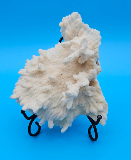 Vintage Merulina Coral Specimen 5.5x4.5x2 – Ivory Wave Fan Coral Decor – Coral