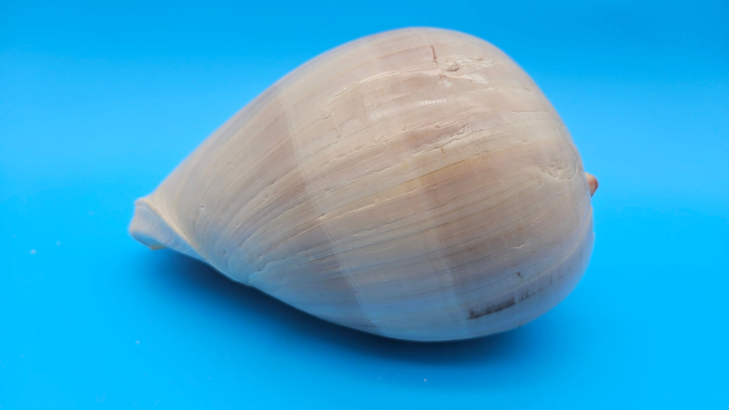 Polished Crown Melon Shell 8.75" Large Coastal Display with Smooth Gloss Finish – Shells in Large Shelf
