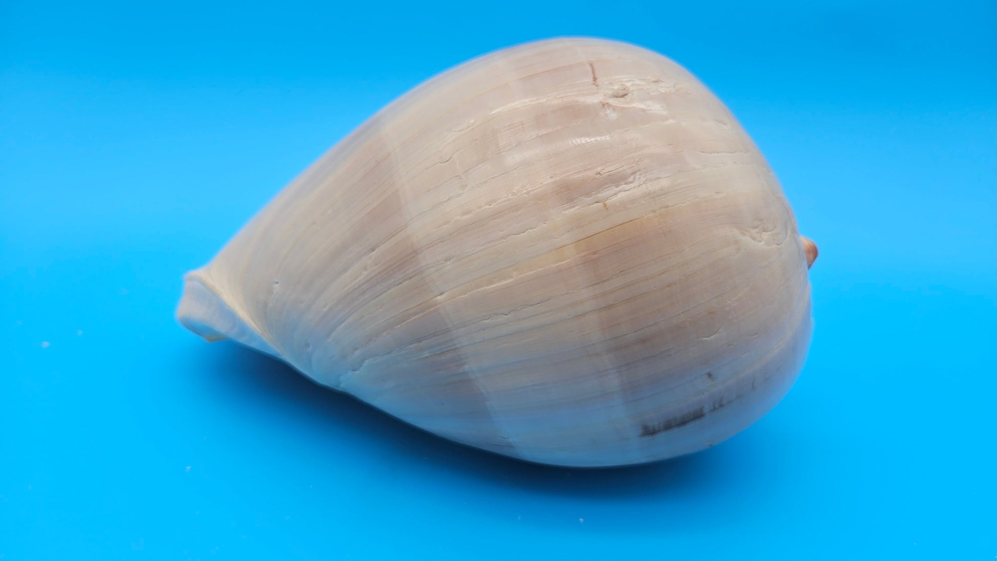 Polished Crown Melon Shell 8.75" Large Coastal Display with Smooth Gloss Finish – Shells in Large Shelf