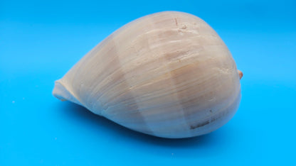 Polished Crown Melon Shell 8.75" Large Coastal Display with Smooth Gloss Finish – Shells in Large Shelf