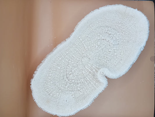 Slippers Coral 14.5" White Natural Ocean Decor – Coral