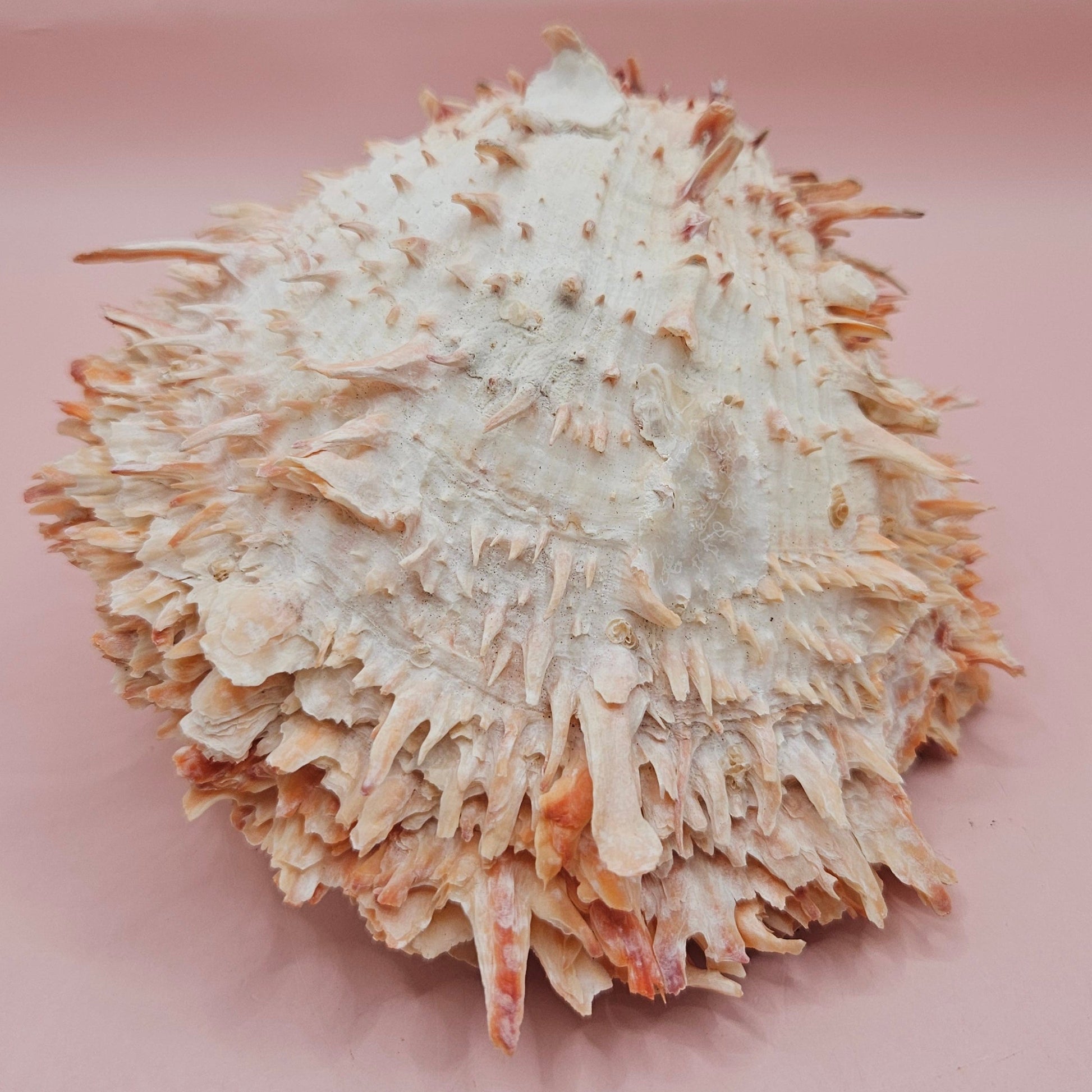 Large Hinged Spondylus Shell – 5.7" Coral-Tinged Ocean Display with Textured Spines Spiny Thorny Oyster – Shells