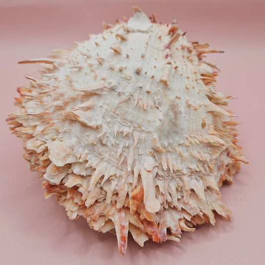 Large Hinged Spondylus Shell – 5.7" Coral-Tinged Ocean Display with Textured Spines Spiny Thorny Oyster – Shells