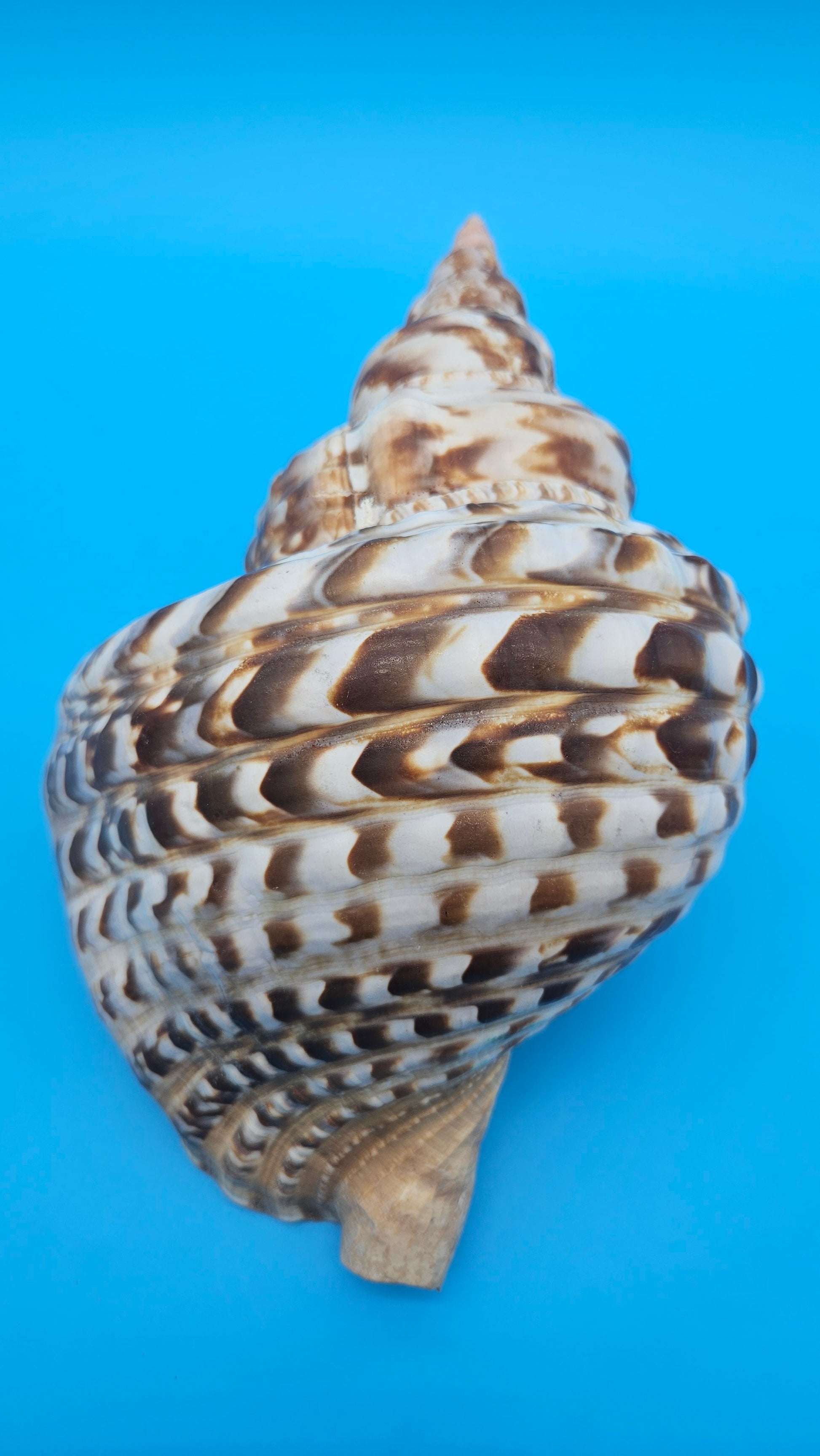 Caribbean Triton Shell – 10.5" Slight Mutation Display Piece Charonia variegata – Shells
