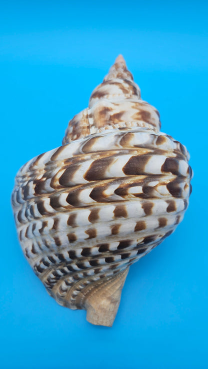Caribbean Triton Shell – 10.5" Slight Mutation Display Piece Charonia variegata – Shells