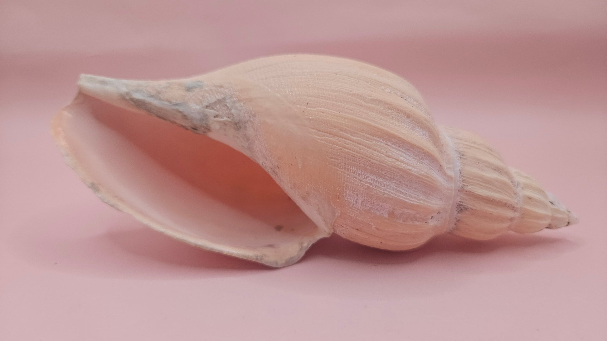 Fulgoraria Nagouchii Hashingi Display Shell – Natural Peach Toned Spiral 6.2" – seashells