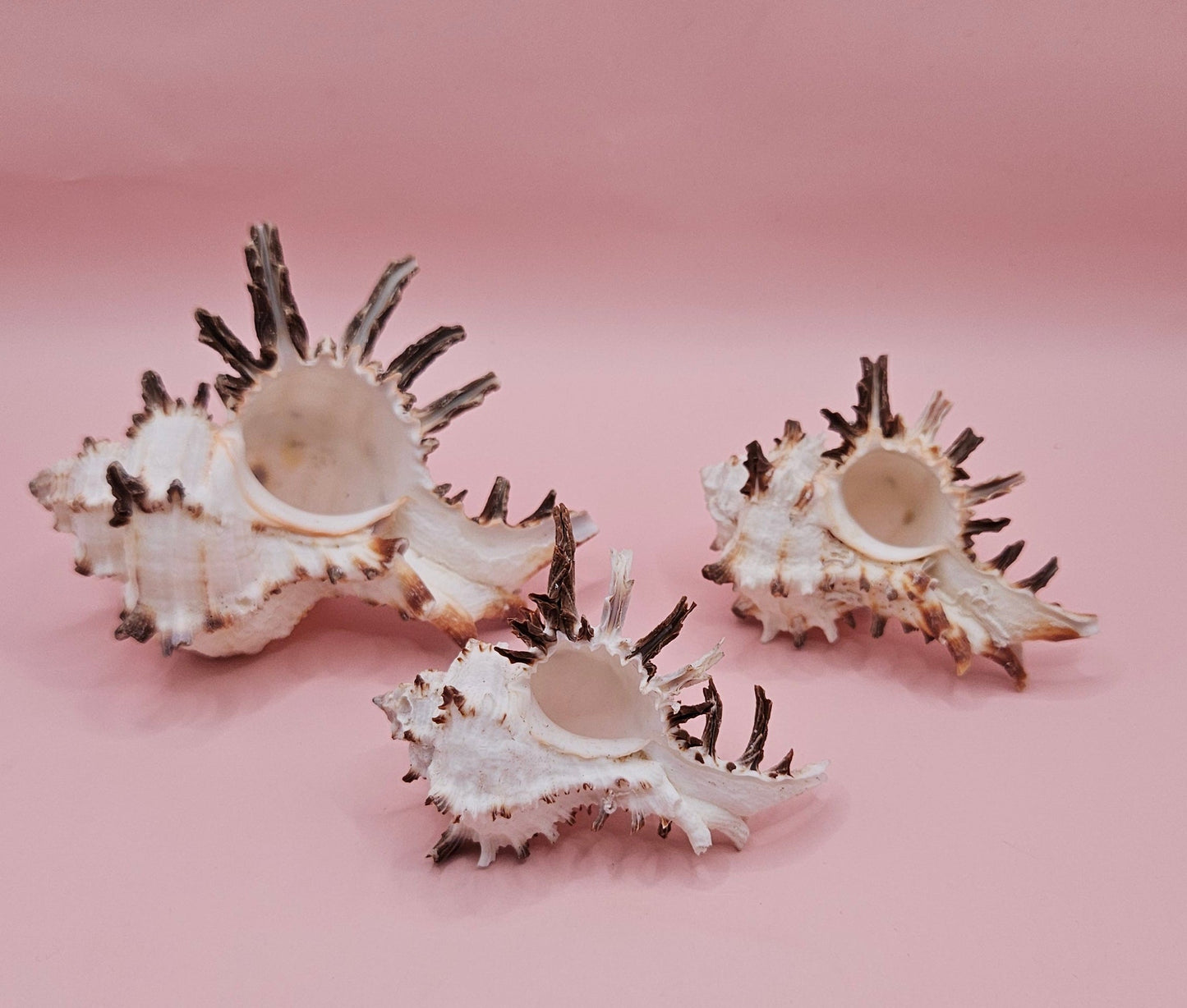 Trio of Murex Endive Shells | Coastal Display Decor | Spiked Sea Shells for Nautical Styling – Shells