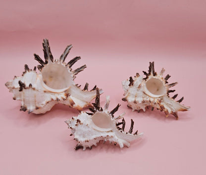 Trio of Murex Endive Shells | Coastal Display Decor | Spiked Sea Shells for Nautical Styling – Shells