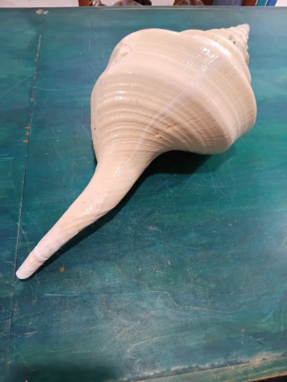Large Australian Trumpet Shell 20" - Syrinx Aruanus – Shells