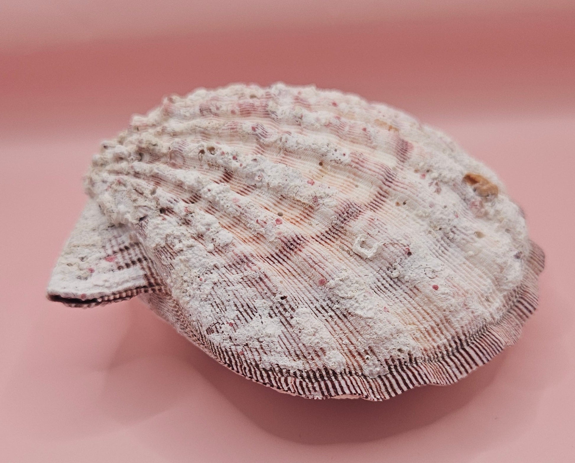 Lions Paw Shell 5.75" - Natural Seashell Decor – seashells