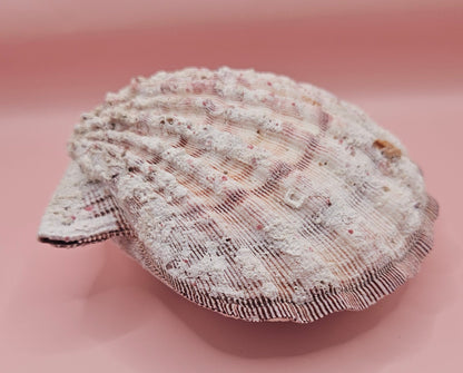 Lions Paw Shell 5.75" - Natural Seashell Decor – seashells