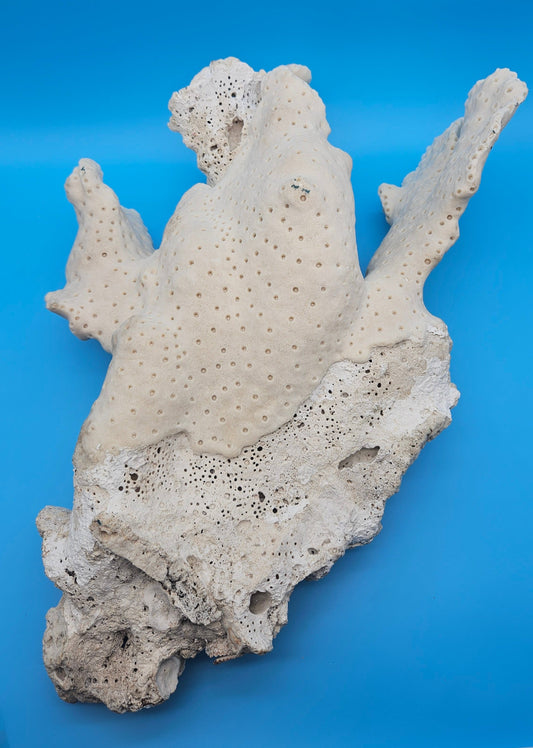 Vintage Black Cup Coral - Massive Large 22" Coastal Home Specimen Display