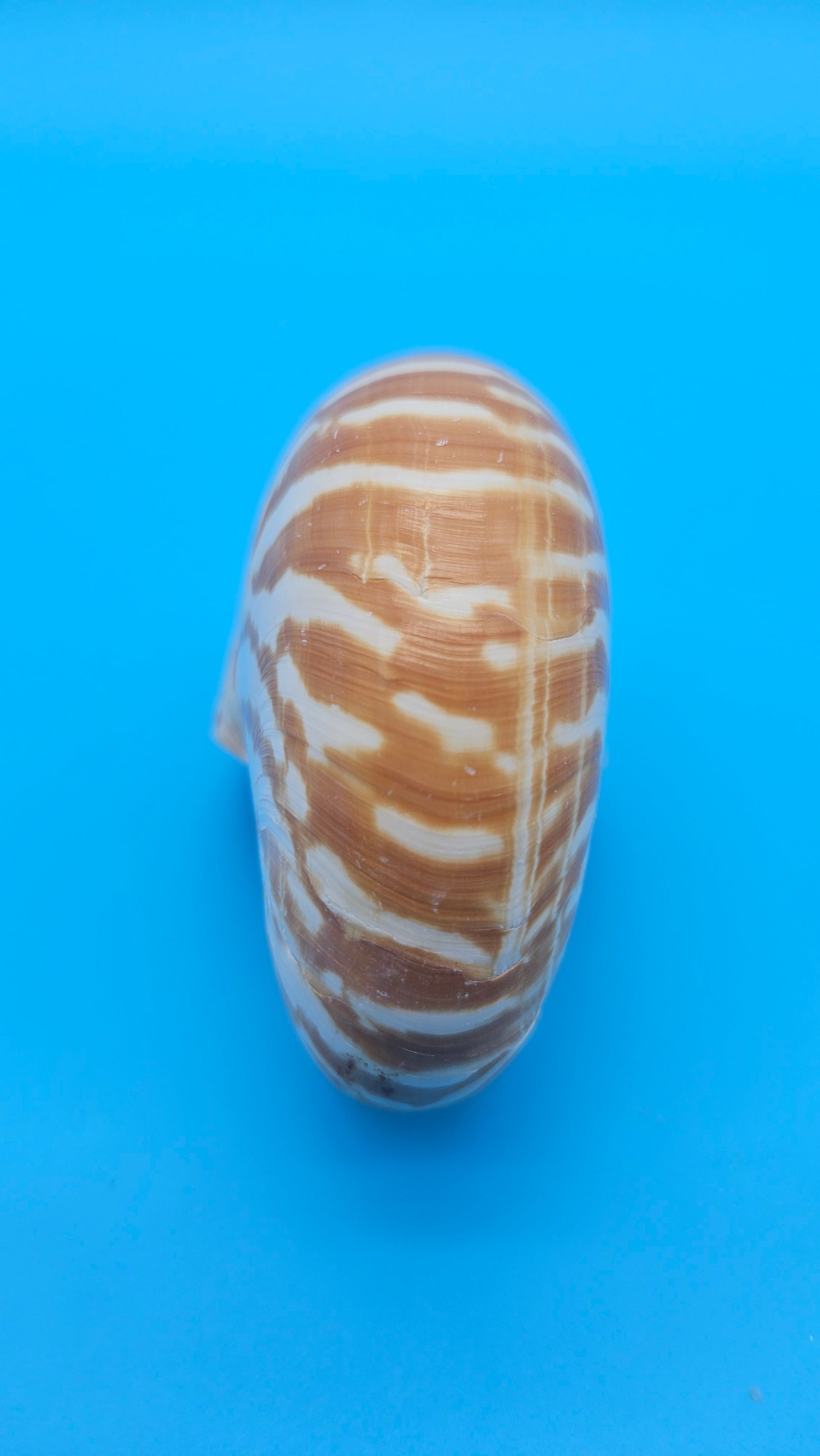 Chambered Tiger Nautilus Shell – Striking Natural Ocean Decor 4" Nautilus pompilius – Shells