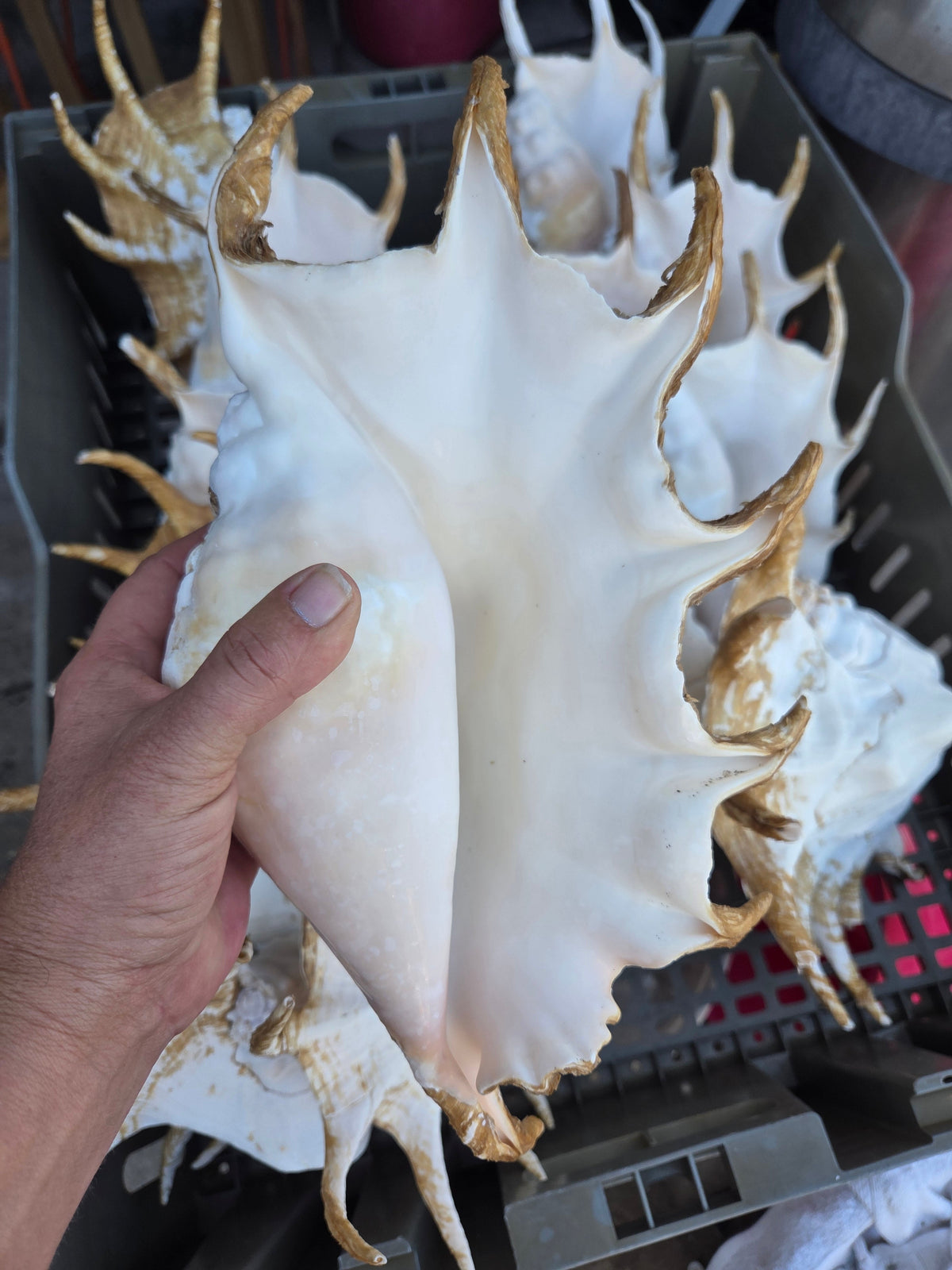 Large Giant Spider Conch Shell (Lambis truncata) with Periostracum