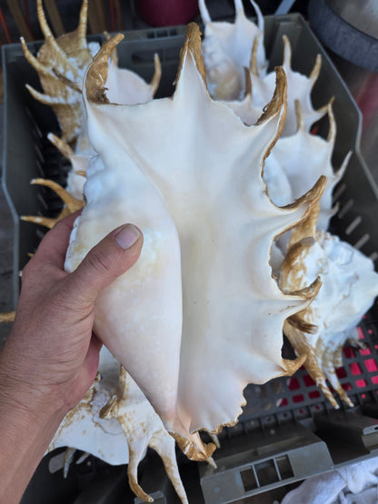 Large Giant Spider Conch Shell (Lambis truncata) with Periostracum