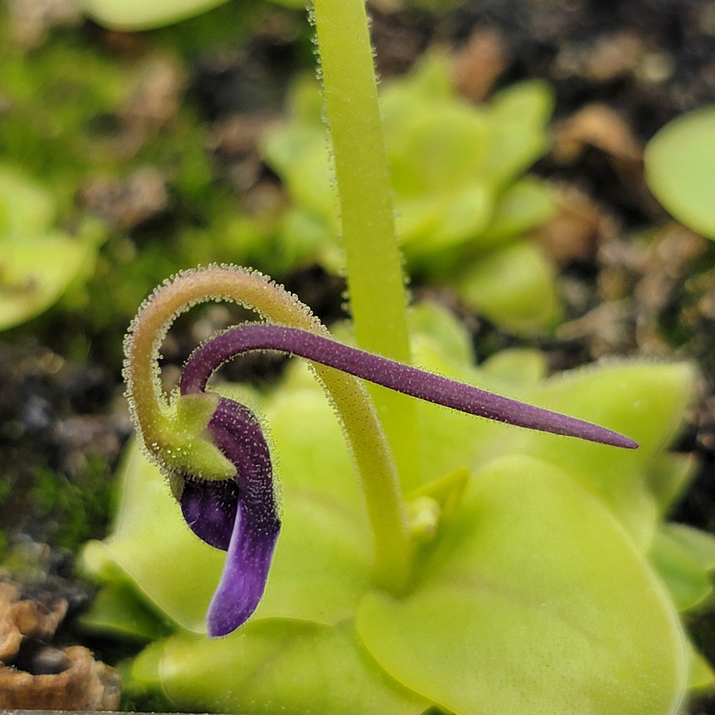 Pinguicula macrophylla – Live Carnivorous Butterwort Plant