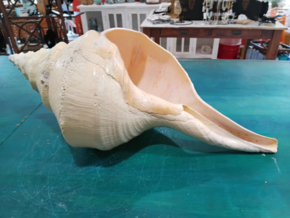 Large Australian Trumpet Shell 20" - Syrinx Aruanus – Shells