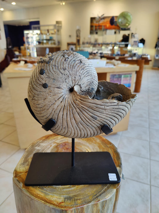 Nautiloid Fossil - Cretaceous Madagascar with Stand – Fossils