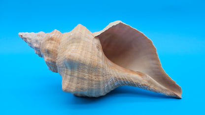 Rare Apricot Horse Conch Display Shell – Premium Coastal Home Decor Specimen 11" (Triplofusus giganteus) – Shells