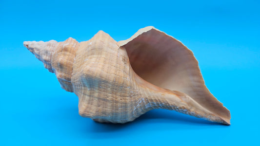 Rare Apricot Horse Conch Display Shell – Premium Coastal Home Decor Specimen 11" (Triplofusus giganteus) – Shells