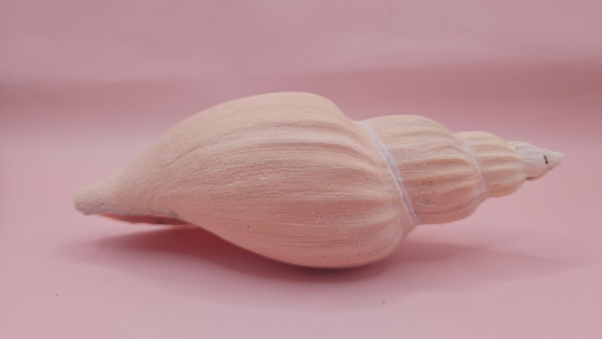 Fulgoraria Nagouchii Hashingi Display Shell – Natural Peach Toned Spiral 6.2" – seashells